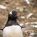 南極サウス・シェットランド諸島：ジェンツーペンギンの楽園②