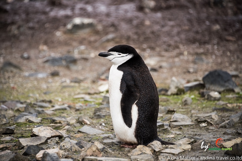 ヒゲペンギン 南極サウス シェットランド諸島にて アンディーナ ブログ