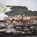 ジェンツーペンギンの雛鳥の生死／南極・クーバービル島