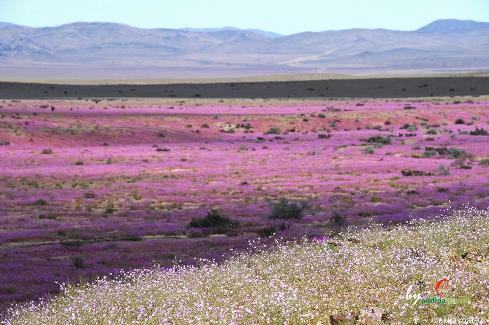 狂おしい 地球の鼓動 一瞬に燃える アタカマ砂漠の花畑 アンディーナ ブログ