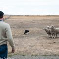 パタゴニアの主役：草原を駆ける牧童“ガウチョ”と牧羊犬