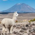 《ペルー旅行TOP》マチュピチュ＆インカトレイル、ブランカ山群トレッキング