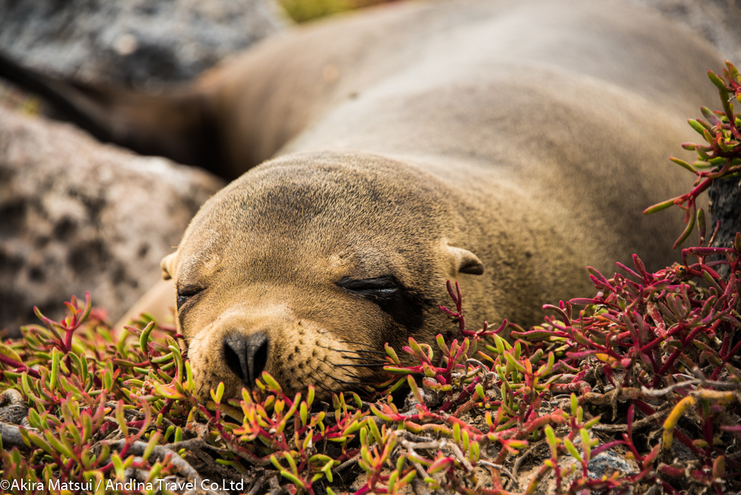天敵がいない野生動物の楽園：ガラパゴス諸島レジェンド号クルーズ アンディーナ・ブログ