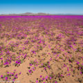 チリ・アタカマ砂漠の奇跡の花園：フラワーリングデザート
