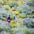 ペルー・アンデス山脈の花と食材：ルピナス