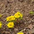 アタカマ砂漠の花：ロシータ・デル・カンポ（アカネ科）