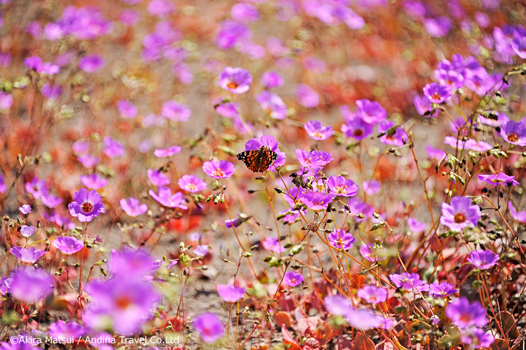 チリ アタカマ砂漠の奇跡の花園 フラワーリングデザート アンディーナ ブログ