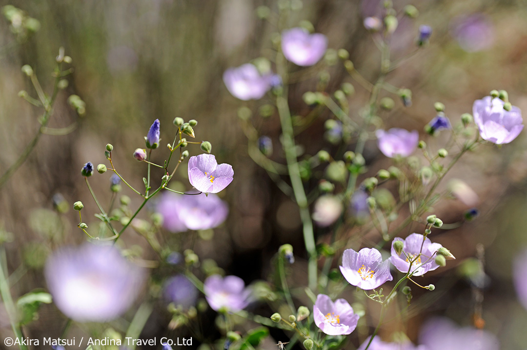 アタカマ砂漠の花 マルビーリャ アオイ科 アンディーナ ブログ