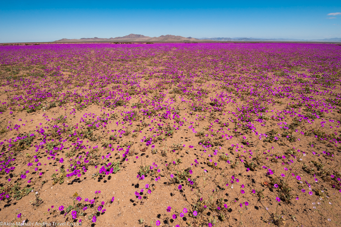 狂おしい 地球の鼓動 一瞬に燃える アタカマ砂漠の花畑 アンディーナ ブログ