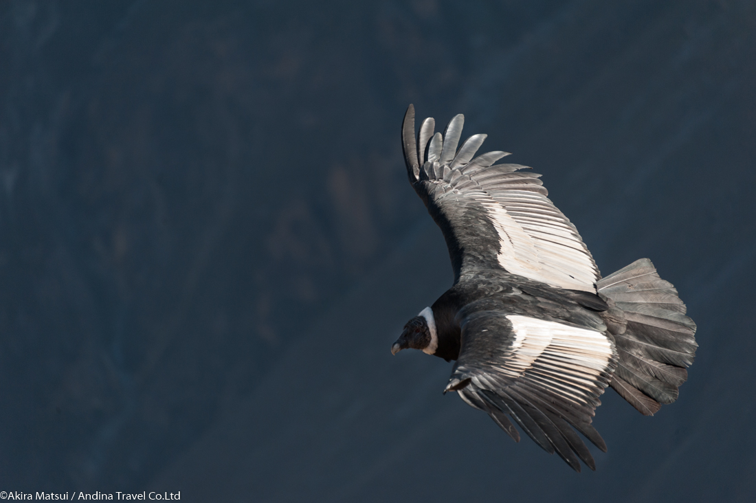 アンデス山脈のシンボル 巨鳥コンドルの生態 写真家 松井章 アンディーナ ブログ