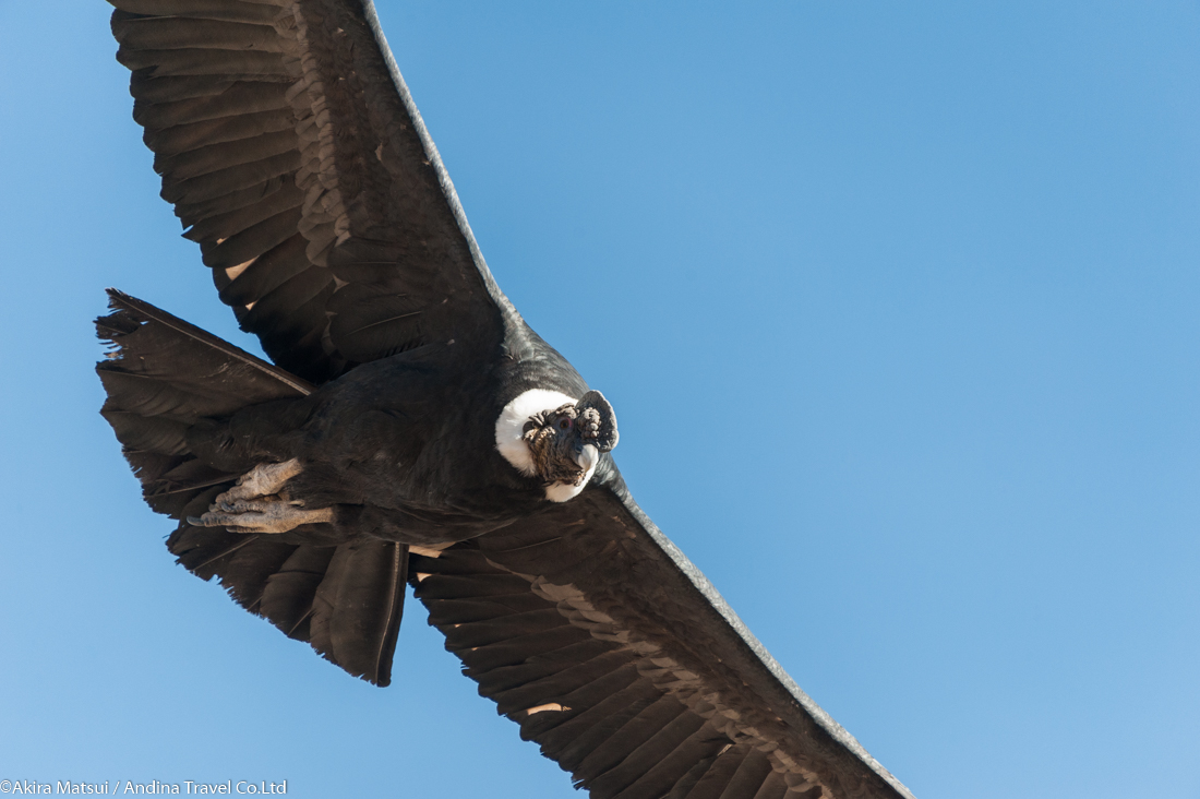 アンデス山脈のシンボル 巨鳥コンドルの生態 アンディーナ ブログ