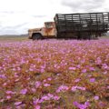 アタカマ砂漠の花園：エルニーニョ現象と生命の連鎖 ３つの不思議