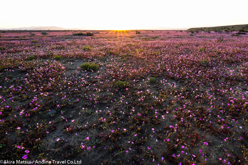 アタカマ砂漠の花園 エルニーニョ現象と生命の連鎖 ３つの不思議 アンディーナ ブログ