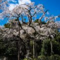 【日本の風景写真：春】長興山紹太寺のしだれ桜／日本人の神美世界の象徴「桜」