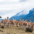 【野生動物の写真撮影】南米のラクダ“グアナコ”