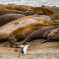 南極に輝く生命：サウスシェットランド諸島のゾウアザラシ