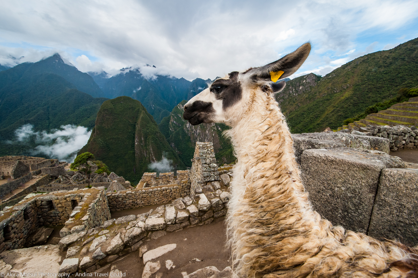 ペルー マチュピチュ遺跡のマスコット リャマ アンディーナ ブログ