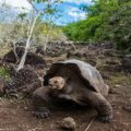 ガラパゴス旅行：レジェンド号・コーラル号クルーズで巡る《エクアドル》