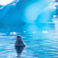 南極半島の野生動物：ウェッデルアザラシの昼寝