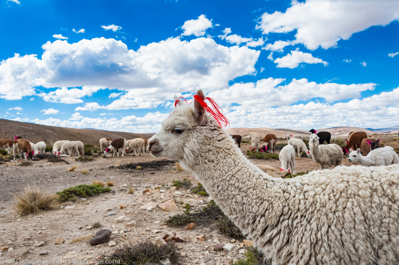 ラクダの楽園でアルパカと出会う ペルー コンドルの谷へ 写真家 松井章 アンディーナ ブログ
