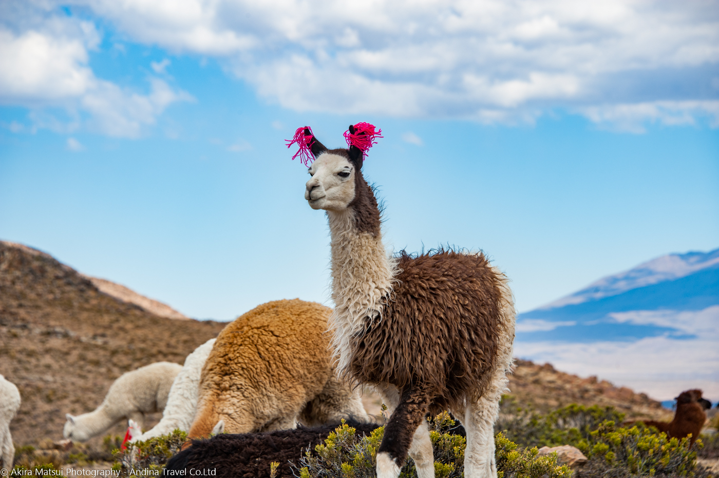 ラクダの楽園 人と共生するリャマ ペルー コンドルの谷へ 写真家 松井章 アンディーナ ブログ