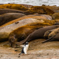 南極の野生動物：ジェンツーペンギンの生息数とオキアミ