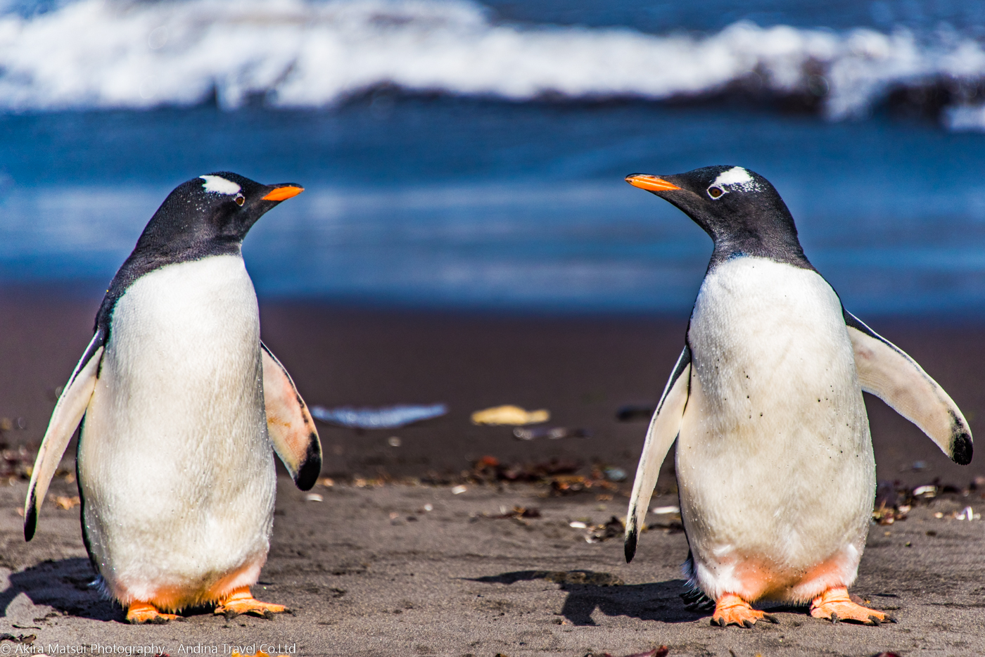 南極の野生動物 ジェンツーペンギンの生息数とオキアミ 写真家 松井章 アンディーナ ブログ