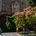 バルセロナの街角風景：初夏を彩る花