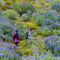 アンデス山脈に咲くルピナスの花畑
