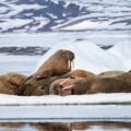北極クルーズ⑨：セイウチが眠る氷河の湾
