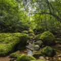 写真展の展示写真「西表島の原生林」