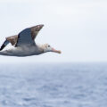 ワタリアホウドリ：南極ドレーク海峡を彷徨う巨鳥