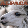 写真集『アルパカ ― アンデスの民と生きる』- 松井章｜Andina Publishing