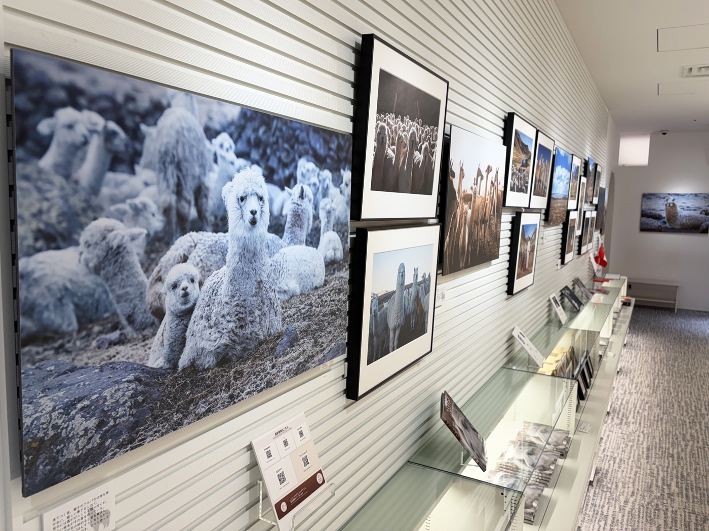 Fotografías de alpacas expuestas en Ehon Gallery Azabudai Hills